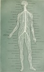 The wired human body 
